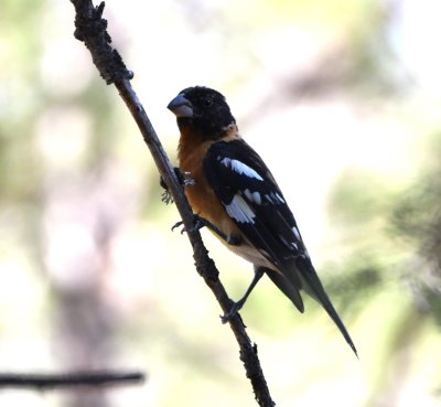 Male Black-headed Grosbeak