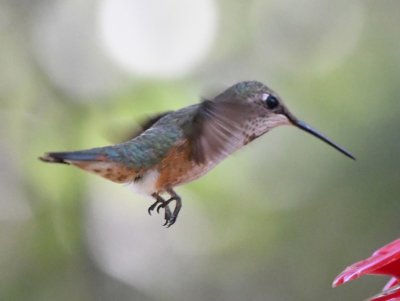 Female or juvenile male Rufous Hummingbird