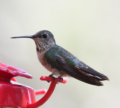 Female or juvenile Broad-tailed Hummingbird