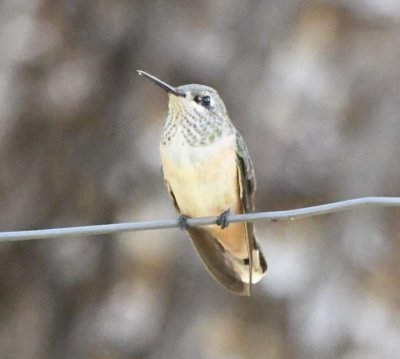 Female or juvenile Calliope Hummingbird