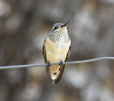 Female or juvenile Calliope Hummingbird