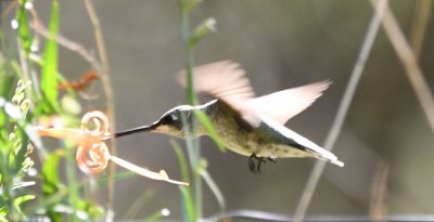 Black-chinned Hummingbird at Anisacanthus linearis