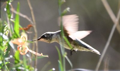 Black-chinned Hummingbird at Anisacanthus linearis trumpet flower