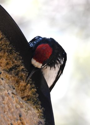 Acorn Woodpecker at a skillet of suet