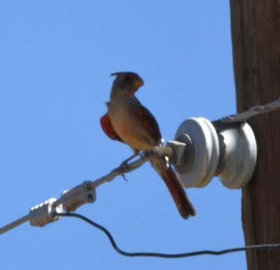 We decided to stop by the Christmas Mountains Oasis, a birding hotspot south of Ft Davis that we missed visiting during the festival. As we approached the turn-off from the main road, Mary and I noticed this Pyrrhuloxia sitting in the shade of a power pole.
