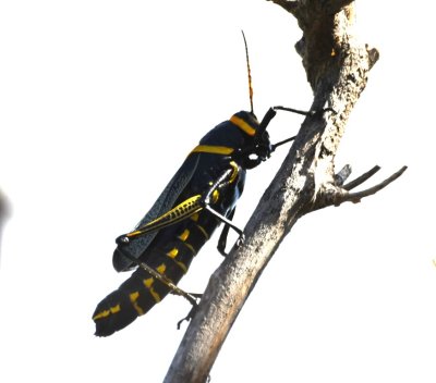 Black and yellow Short-winged Lubber grasshopper, Romalea microptera

