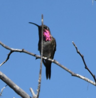 Adult male Lucifer Hummingbird