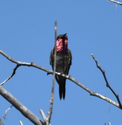Adult male Lucifer Hummingbird