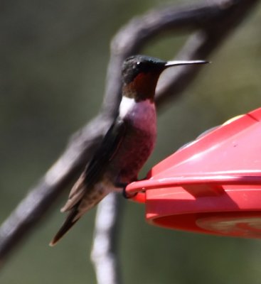Adult male Ruby-throated Hummingbird