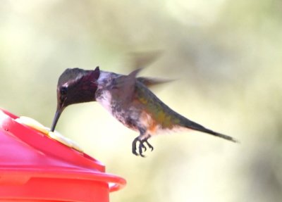Male Lucifer Hummingbird
