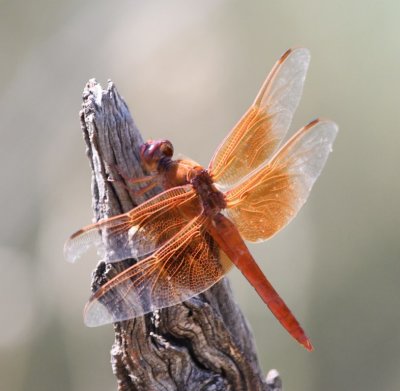 Flame Skimmer dragonfly