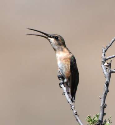 Female or juvenile Lucifer Hummingbird