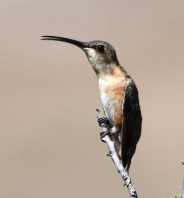 Female or juvenile Lucifer Hummingbird?