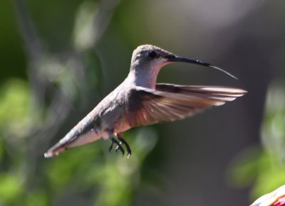 Adult female Black-chinned Hummingbird