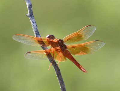 Flame Skimmer dragonfly