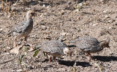 Juvenile Scaled Quail