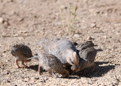 Adult Scaled Quail with its brood