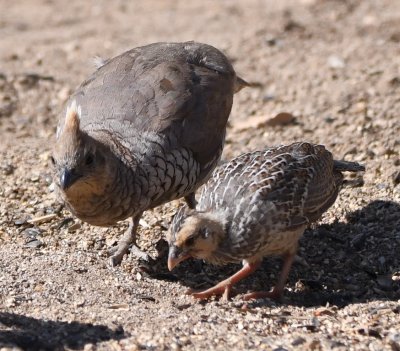 Adult and juvenile Scaled Quail