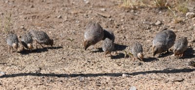 Scaled Quail