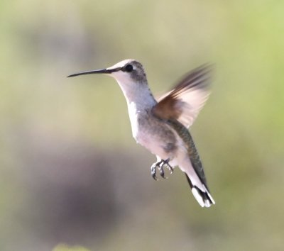 Juvenile Black-chinned or Ruby-throated Hummingbird