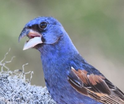 Male Blue Grosbeak