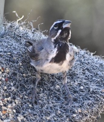 Adult Black-throated Sparrow