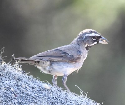 Profile of adult Black-throated Sparrow
