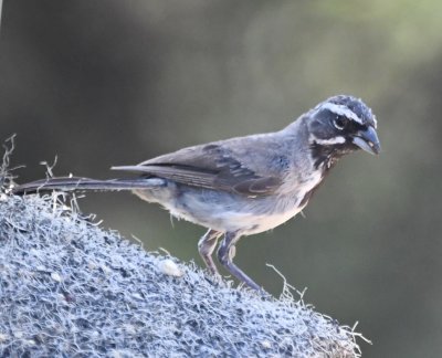 Adult Black-throated Sparrow