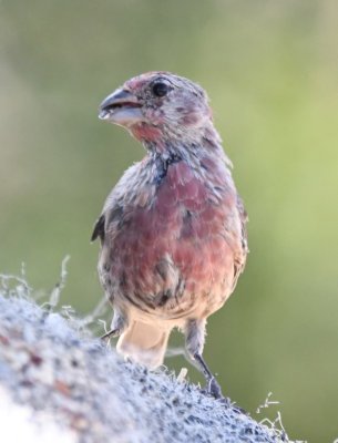 Male House Finch with new feathers coming in?