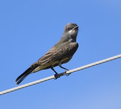 Cassin's Kingbird