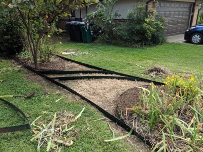 I removed irises from the south end of the north bed to allow space for some different plants there. I gave the irises to our neighbor Yung.