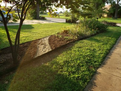 Here and following are some views of the new connecting bed with the soil and gravel path installed, with the daylilies and ornamental grass (sadly, probably dead) that John C gave me, along with some surprise bulbs in the south end of the north bed.