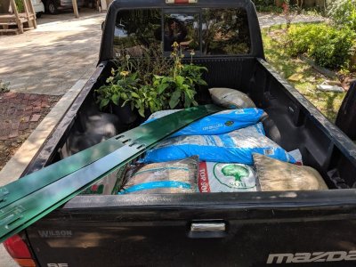 Supplies for the south boat bed, plus some Charlie Brown echinaceas for the front section