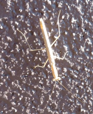 Male praying mantis on the wall outside our door
