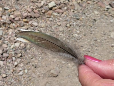 Nancy V found an interesting feather along the path.