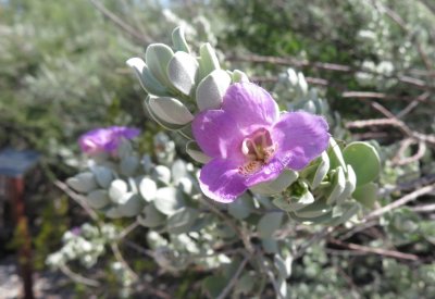 Lavender flower