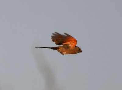 A Pyrrhuloxia flying by