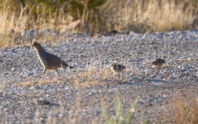 A Scaled Quail adult with two chicks on the driveway
