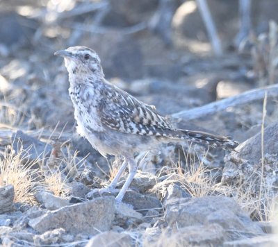 Cactus Wren