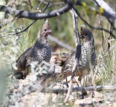 A pair of adult Scaled Quail with a juvenile