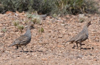 Adult Scaled Quail at Panther Junction Visitor Center, Big Bend National Park, TX