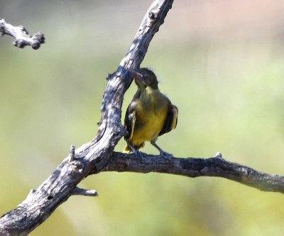 Juvenile bird? ID?