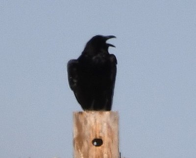 Chihuahuan Raven on a power pole at the Visitor Center