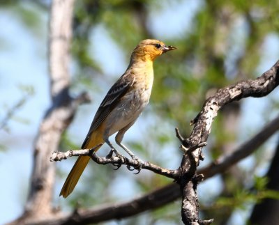 Bullock's Oriole with a disfigured bill
BD: might be juv male. Note trace of dark eye line and dark hood, possibly beginnings of molt into 1st fall.

