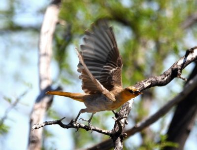 Bullock's Oriole taking off from a branch