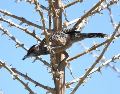 Cactus Wren with a fly