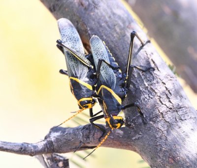 Black and yellow lubber grasshoppers mating