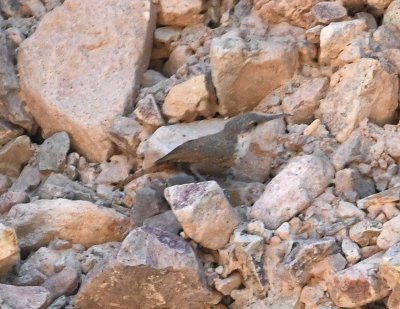 This Canyon Wren appropriately showed up in a small canyon off the trail we were walking.