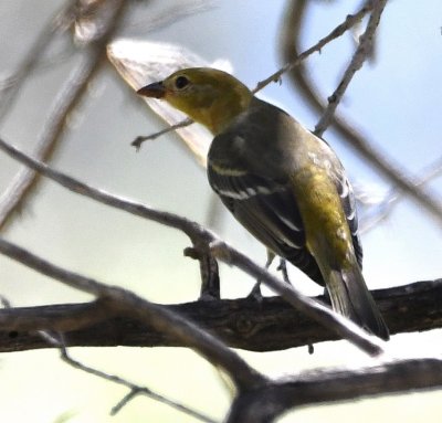 Adult female Western Tanager
BD: Bill shape is consistent with tanager rather than oriole. Notched tale is consistent with tanager rather than oriole. Other marks consistent with WETA. I would call this one a bright female rather rather than pale.