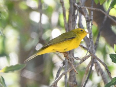 Wilson's Warbler
BD: note bright yellow supercilium, white undertail rather than yellow. lack of bright yellow edges on secondary coverts and secondaries.